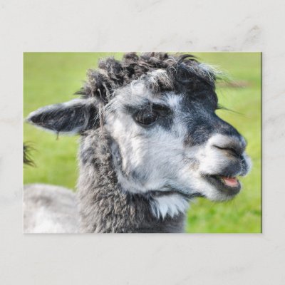 Cute Llama Baby