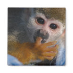 Cute Baby Monkey magnets