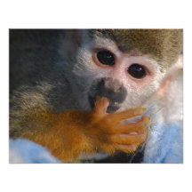 Cute Baby Monkey Personalised Announcement
