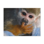 Cute Baby Monkey postcards