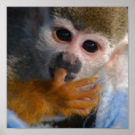 Cute Baby Monkey posters