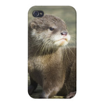 Cute Baby Otter iPhone 4/4S Covers