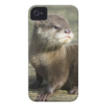 Cute Baby Otter iPhone 4 Covers