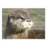 Cute Baby Otter Photo