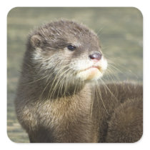 Cute Baby Otter