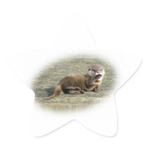 Cute Baby Otter Yawning
