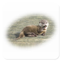 Cute Baby Otter Yawning