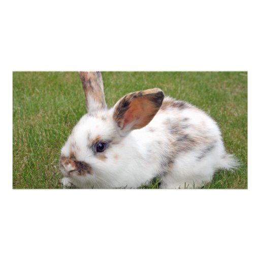 Cute baby rabbit  Photo Card