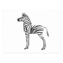 Cute Baby Zebra Drawing Postcards