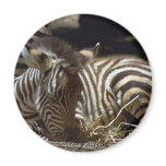 Cute Baby Zebra Magnet