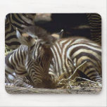 Cute Baby Zebra mousepads