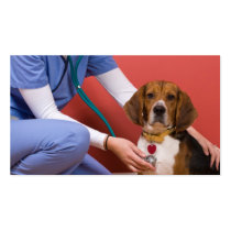 Cute Beagle Dog Getting a Veterinary Checkup