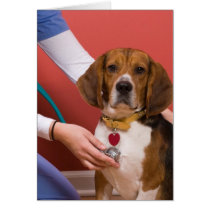 Cute Beagle Dog Getting a Veterinary Checkup