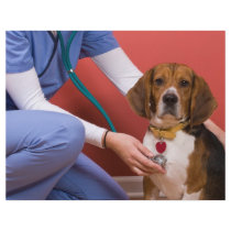 Cute Beagle Dog Getting a Veterinary Checkup
