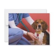 Cute Beagle Dog Getting a Veterinary Checkup