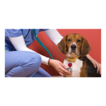 Cute Beagle Dog Getting a Veterinary Checkup