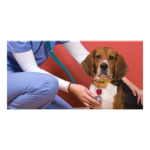 Cute Beagle Dog Getting a Veterinary Checkup Photo Card