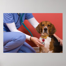 Cute Beagle Dog Getting a Veterinary Checkup Posters