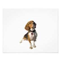 Cute Beagle Dog Photo
