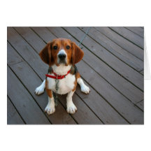 Cute Beagle Pup Greeting Card