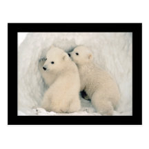Cute Bear Cubs Postcard