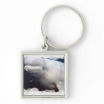 Cute Beluga Whale Keychain