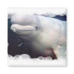 Cute Beluga Whale Magnet