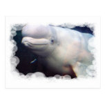 Cute Beluga Whale Postcard