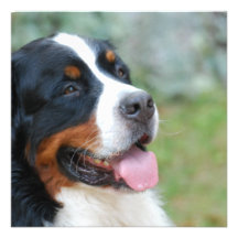 Cute Bernese Invitations