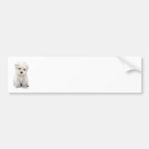Cute Bichon Frise Bumper Sticker