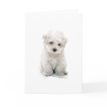 Cute Bichon Frise Greeting Card