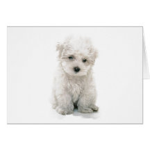 Cute Bichon Frise Greeting Card