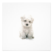 Cute Bichon Frise Invitations