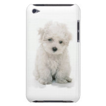 Cute Bichon Frise iTouch Case iPod Touch Cases