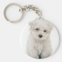 Cute Bichon Frise Keychain