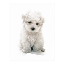Cute Bichon Frise Postcard