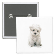 Cute Bichon Frise Square Pin