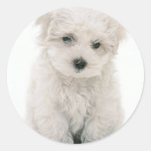 Cute Bichon Frise Stickers