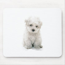 Cute Bichon Frise use Pad