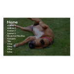 Cute Bitch Playing On Green Grass In Lawn business cards