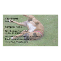 Cute Bitch Playing On Green Grass In Lawn Business Cards