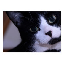 Cute Black and White Cat Face Business Card Templates