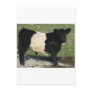 Cute Black Belted Galloway Calf Post Cards