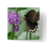 Cute Black Butterfly Pin