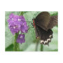 Cute Black Butterfly Postcards