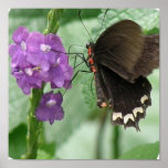 Cute Black Butterfly Poster