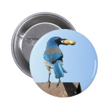 Cute Blue Jay Bird & Peanut Pinback Buttons