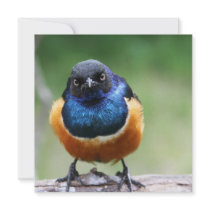 Cute Bluebird