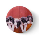 Cute Border Collie Puppies Pin