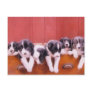 Cute Border Collie Puppies Postcard